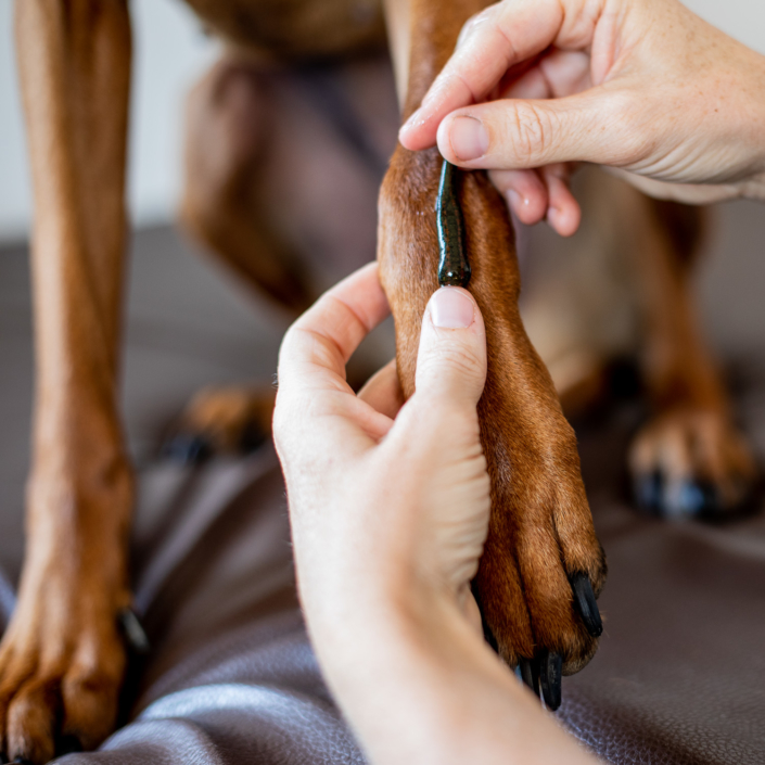 Therapien EquivelTierphysio Pferde und Hunde